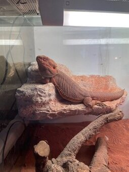 Agama bradatá
