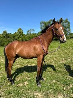 Ayrton: Parťák do života 🏇