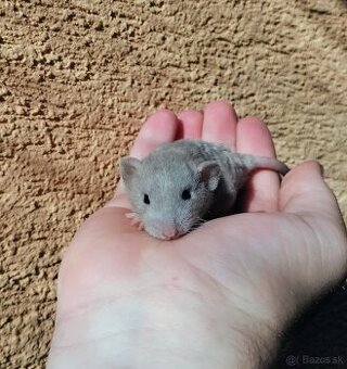 Potkaniky dumbo a štandart s VP