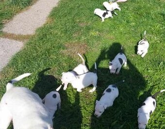Staford / amstaff