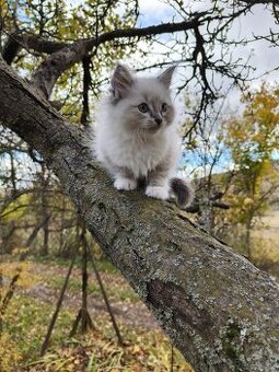 Predám mačiatka Ragdoll