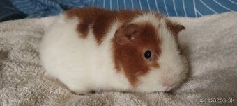 morča US Teddy s VP