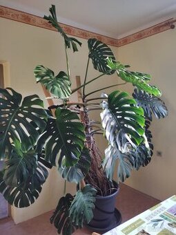 Monstera deliciosa