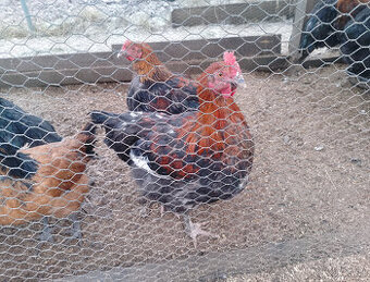 7 mesačne kohúty maransky