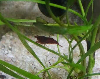 Neocardina davidi Chocolate