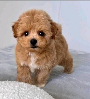 Štěňata maltipoo jsou připravena.