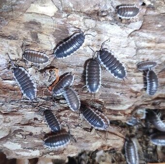 Porcellio sp.sevilla