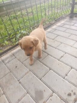 Zlatý retriever šteniatka