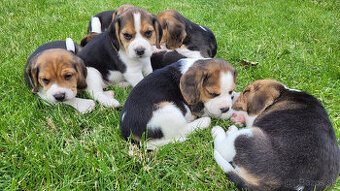 Beagle tricolor