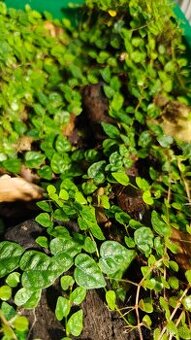 Ficus pumila - popínavý miniatúrny