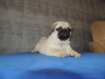 MOPS s PP.