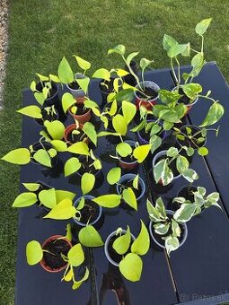 Pothos Epipremnum aureum