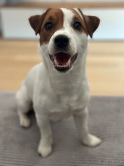 Darujem psa s PP jack russell