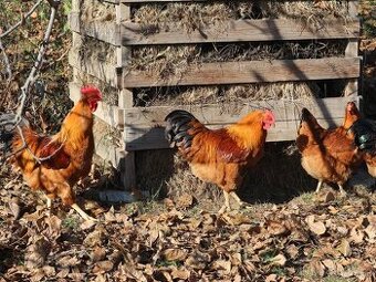 Predám kohúty Hempšír