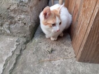 Darujem mačiatka
