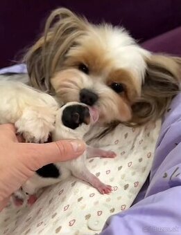 Yorkshirský Terier Biewer