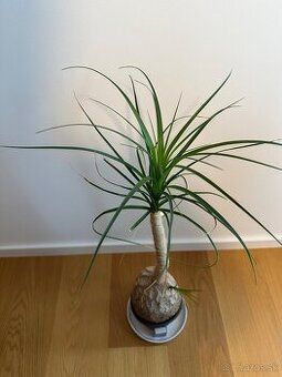 Beaucarnea- Slonia noha - 1