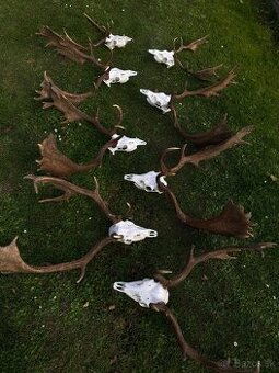 Úprava poľovníckych trofejí