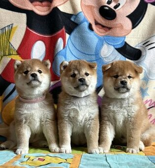 Shiba inu  s PP  /FCI /