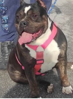 J&K bullys "Symbolicka cena American bully Štandard