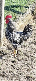 Predám kohútov