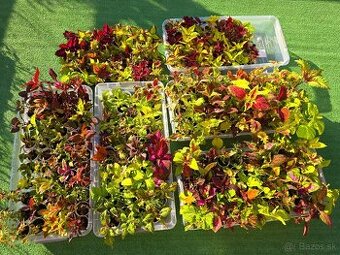 Coleus - okrasná africká žihľava - koleus