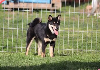 Shiba inu čierny psík s PP