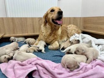 šteniatka Zlatého retrievera s PP