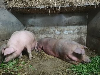 Bravčové mäso polovičky 4.5 €kg