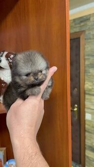 Pomeranian miniatúrny
