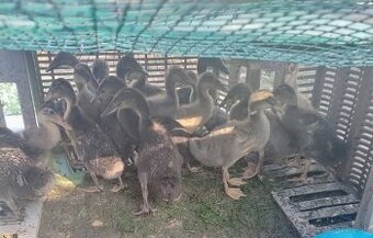 🦆 Indický bežec 🦆