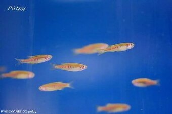 Darujem Danio Choprae - (Myanmarské) a Guramu Modrú