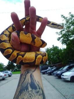 Piton regius