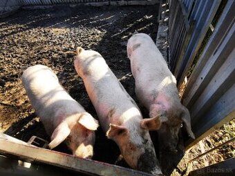 Predám ošípané z domáceho chovu