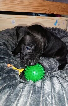 Americký pitbull teriér