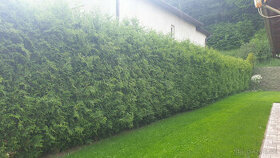 Tuja (živý plot) výška 3m 70ks - 1