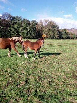 Predám ťažné zriebata - 1