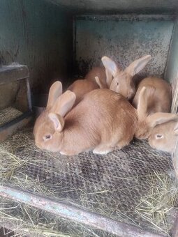 Predám burgundské červené zajace