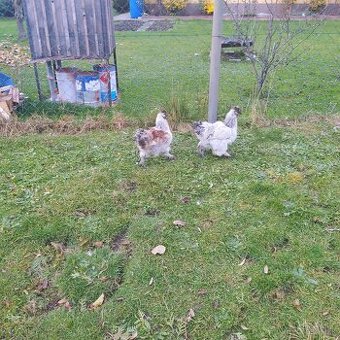 Hodvabnička kohút a slnečníca