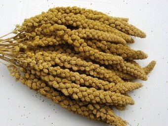 Senegalské proso žlté a červené