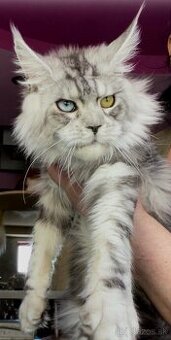 mainska myvalia adopcia