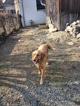 Zlatý retriever