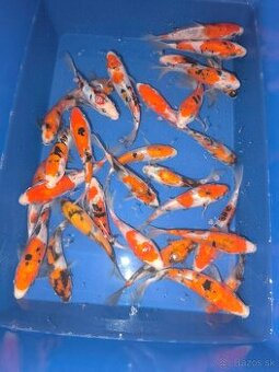 Koi japan kapre