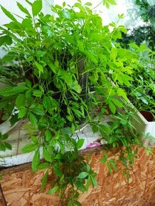 Jiaogulan - ženšen päťlisty - liečivá rastlina