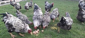 Wyandotka sčl - 6 ťýždňové