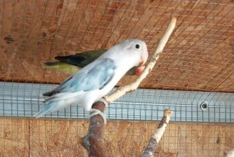 Agapornis fischeri samička