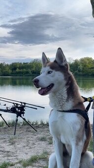 Darujem do dobrých ruk Husky