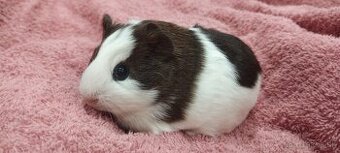Morciatka