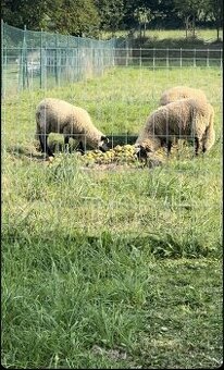 2 ovce + 1 baran