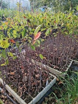 Aronia Nero,Viking
